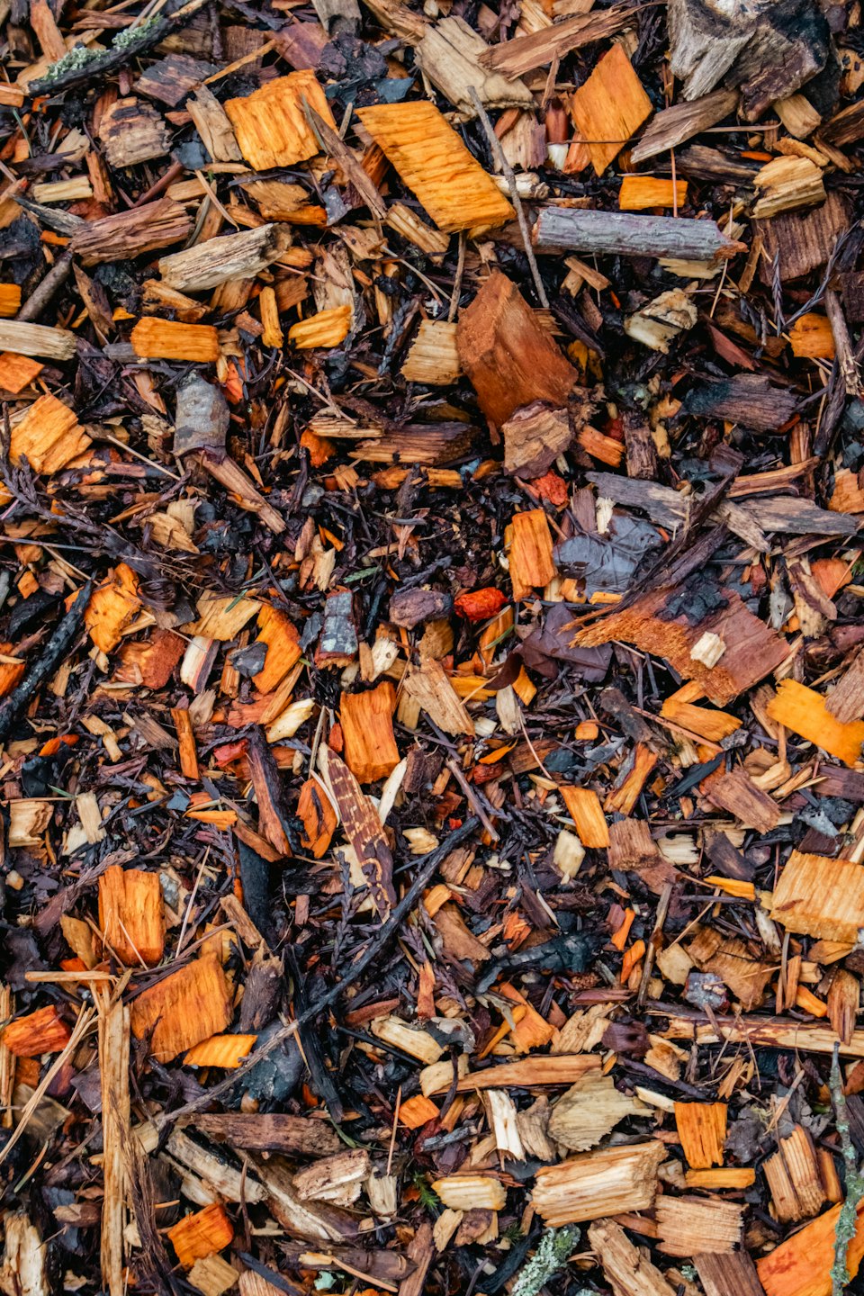 Brązowe zrębki i kora mulczująca pokrywają ziemię.